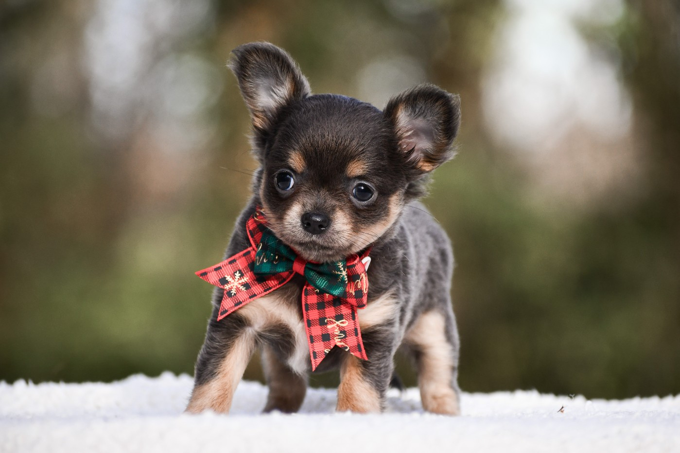 des Emeraudes de Nahusha - Chiots disponibles - Chihuahua