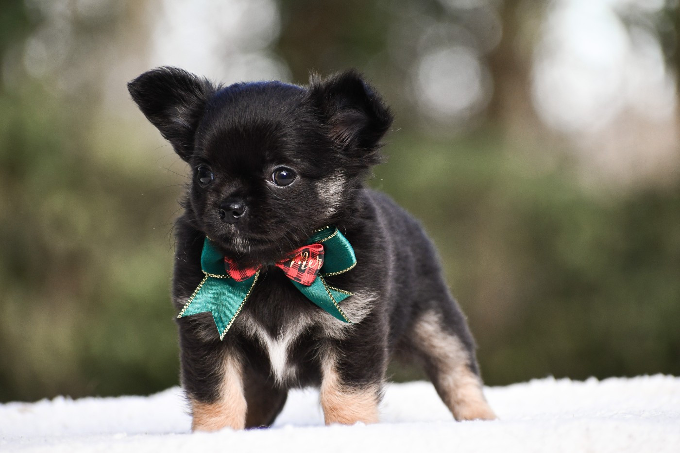 des Emeraudes de Nahusha - Chiots disponibles - Chihuahua