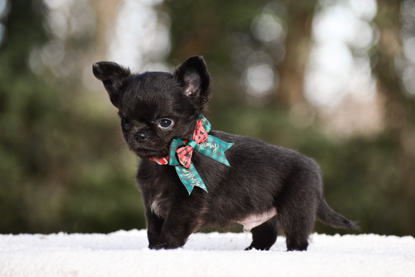 des Emeraudes de Nahusha - Chiots disponibles - Chihuahua