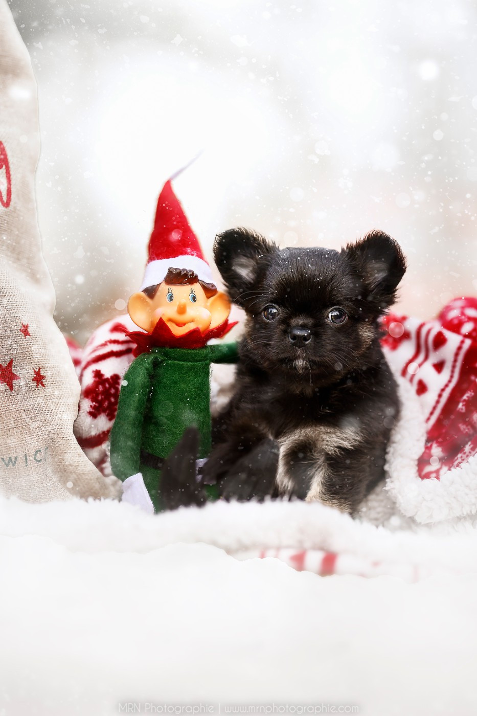 des Emeraudes de Nahusha - Chiots disponibles - Chihuahua