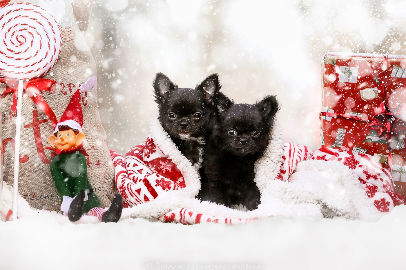 des Emeraudes de Nahusha - Chiots disponibles - Chihuahua