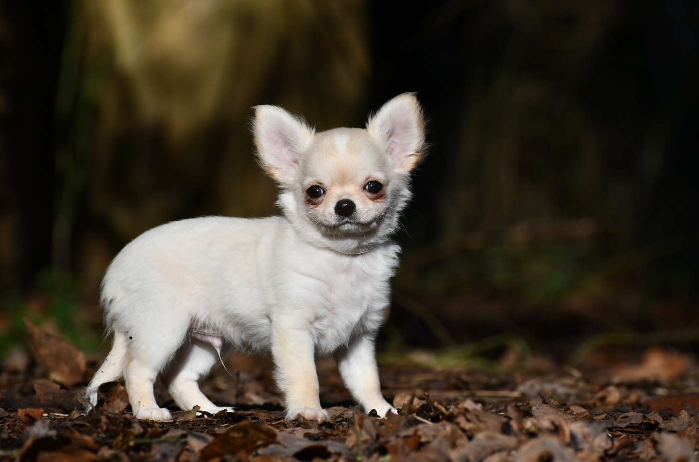 des Emeraudes de Nahusha - Chiots disponibles - Chihuahua