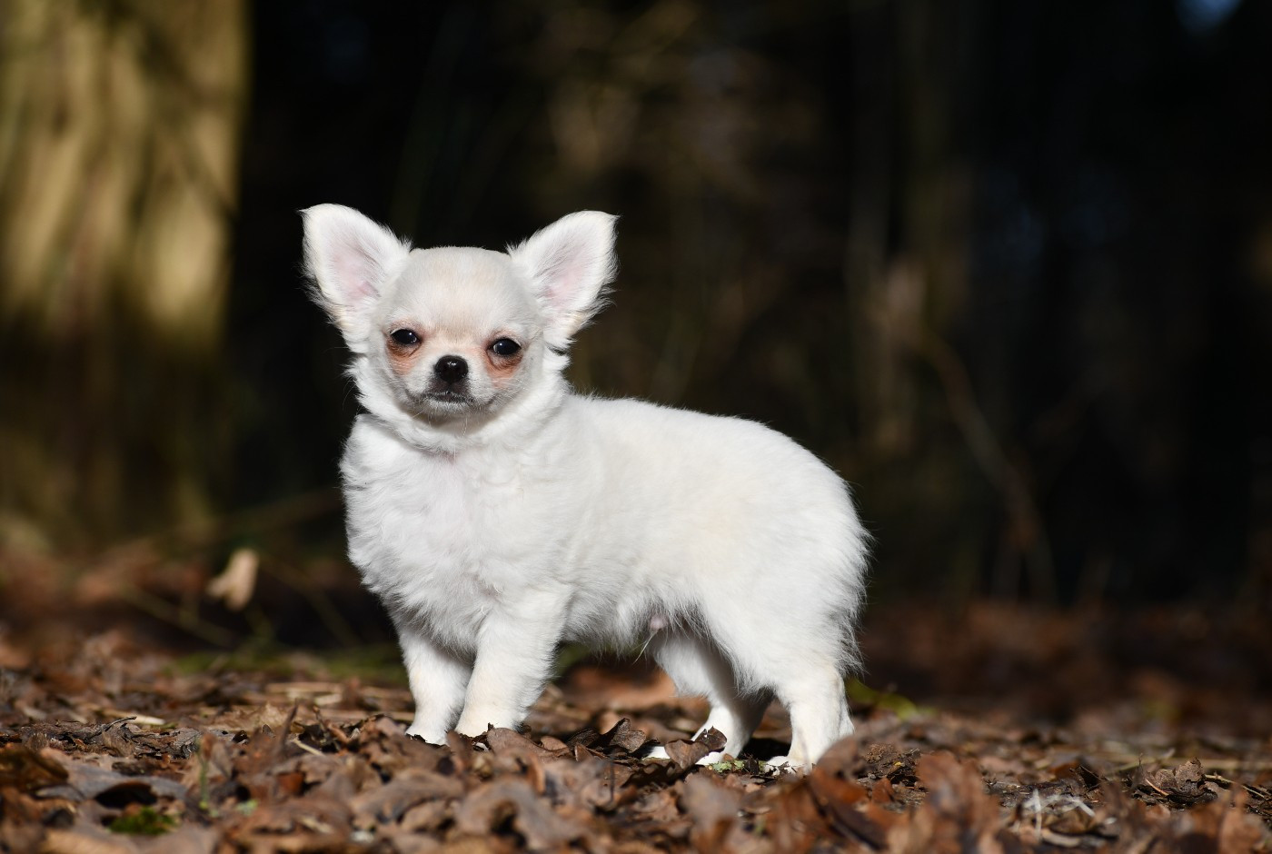 des Emeraudes de Nahusha - Chiots disponibles - Chihuahua