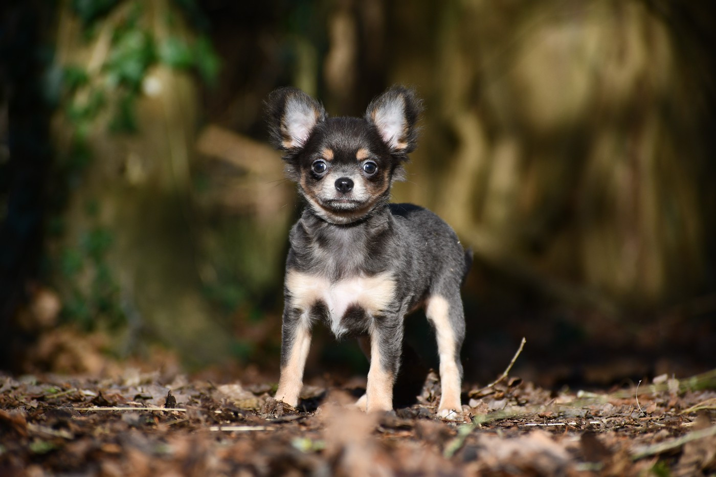 des Emeraudes de Nahusha - Chiots disponibles - Chihuahua