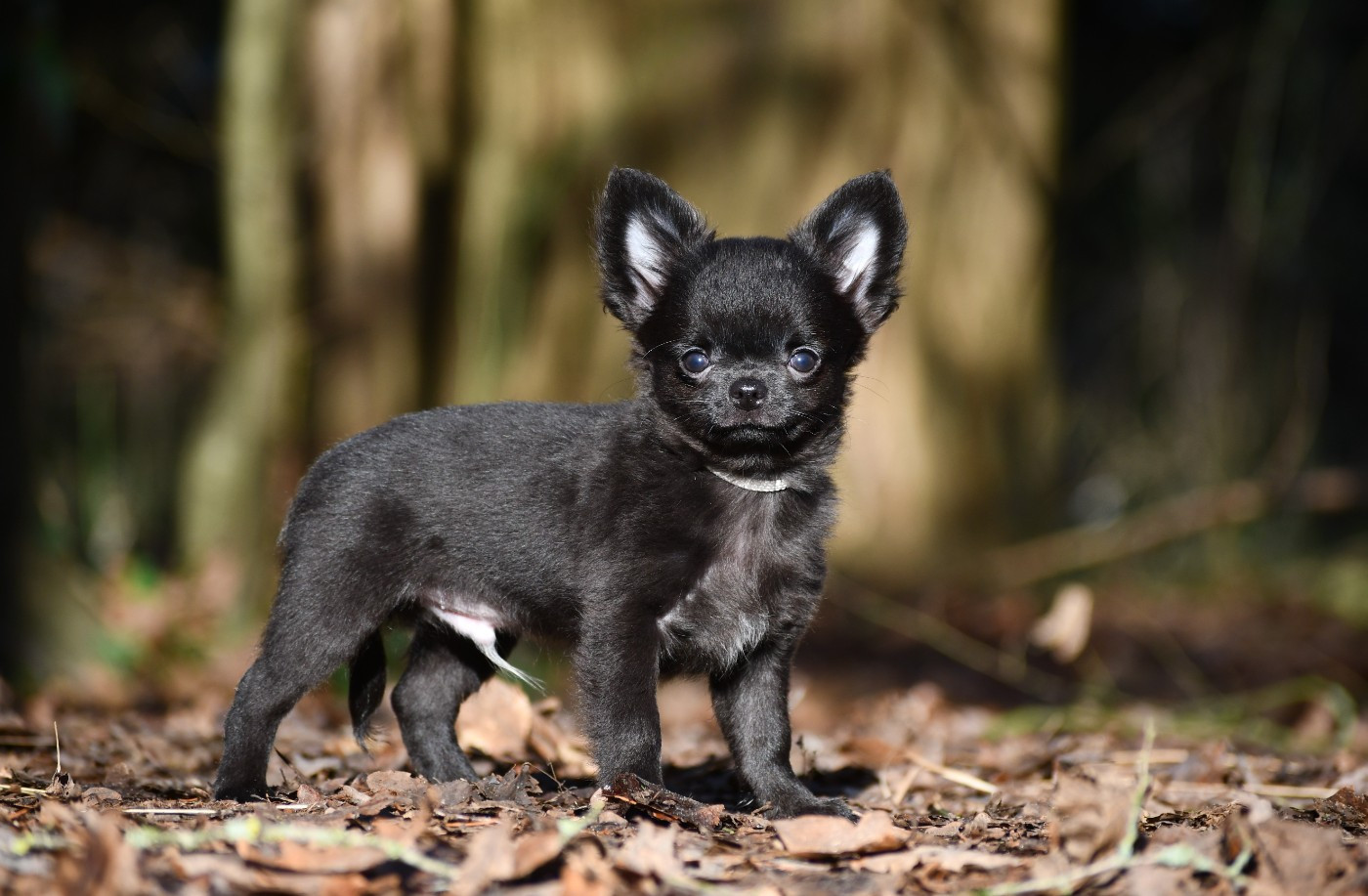 des Emeraudes de Nahusha - Chiots disponibles - Chihuahua