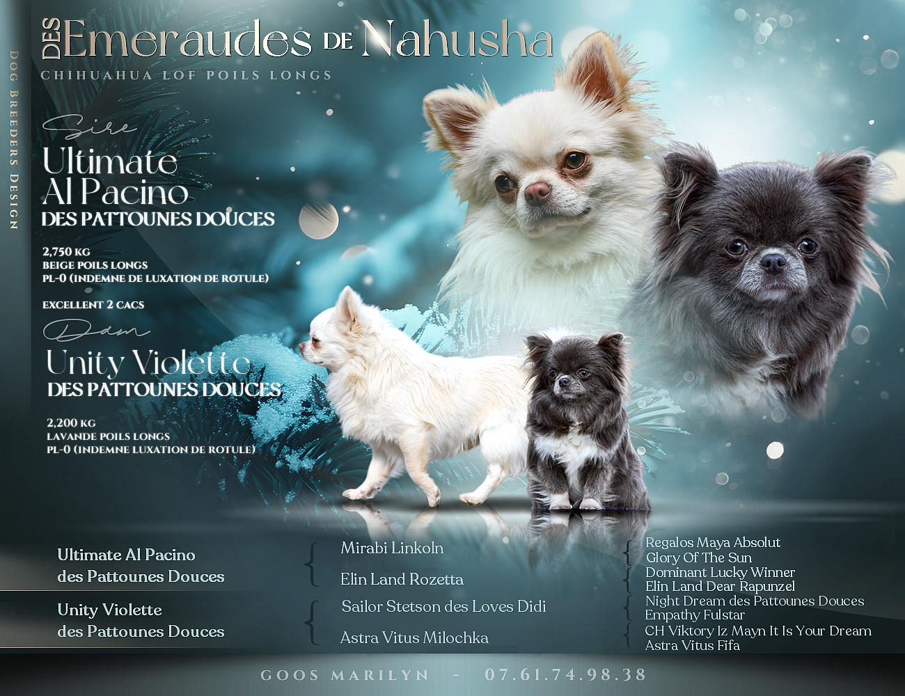 des Emeraudes de Nahusha - Chiots disponibles - Chihuahua