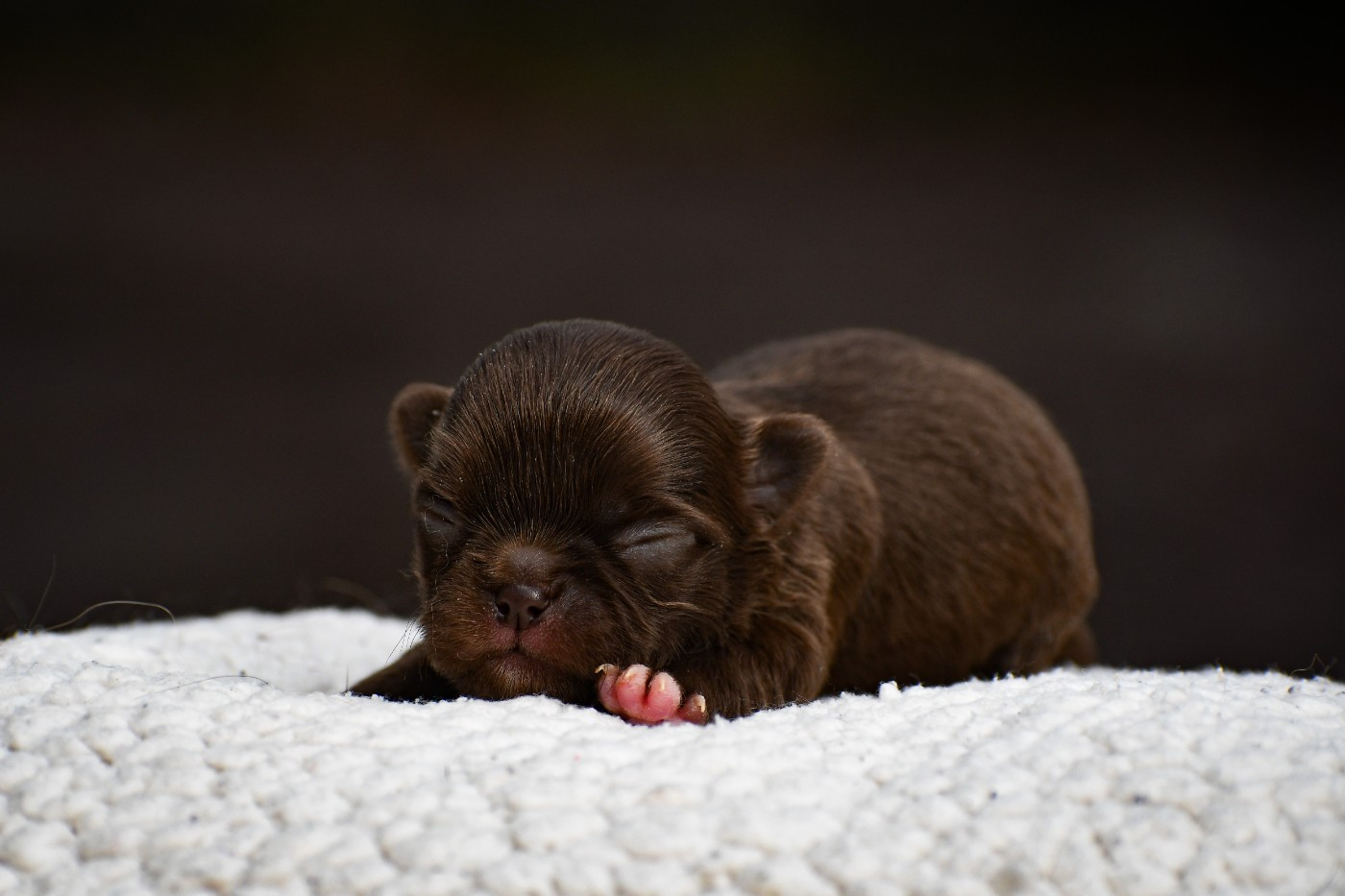 des Emeraudes de Nahusha - Chiots disponibles - Chihuahua