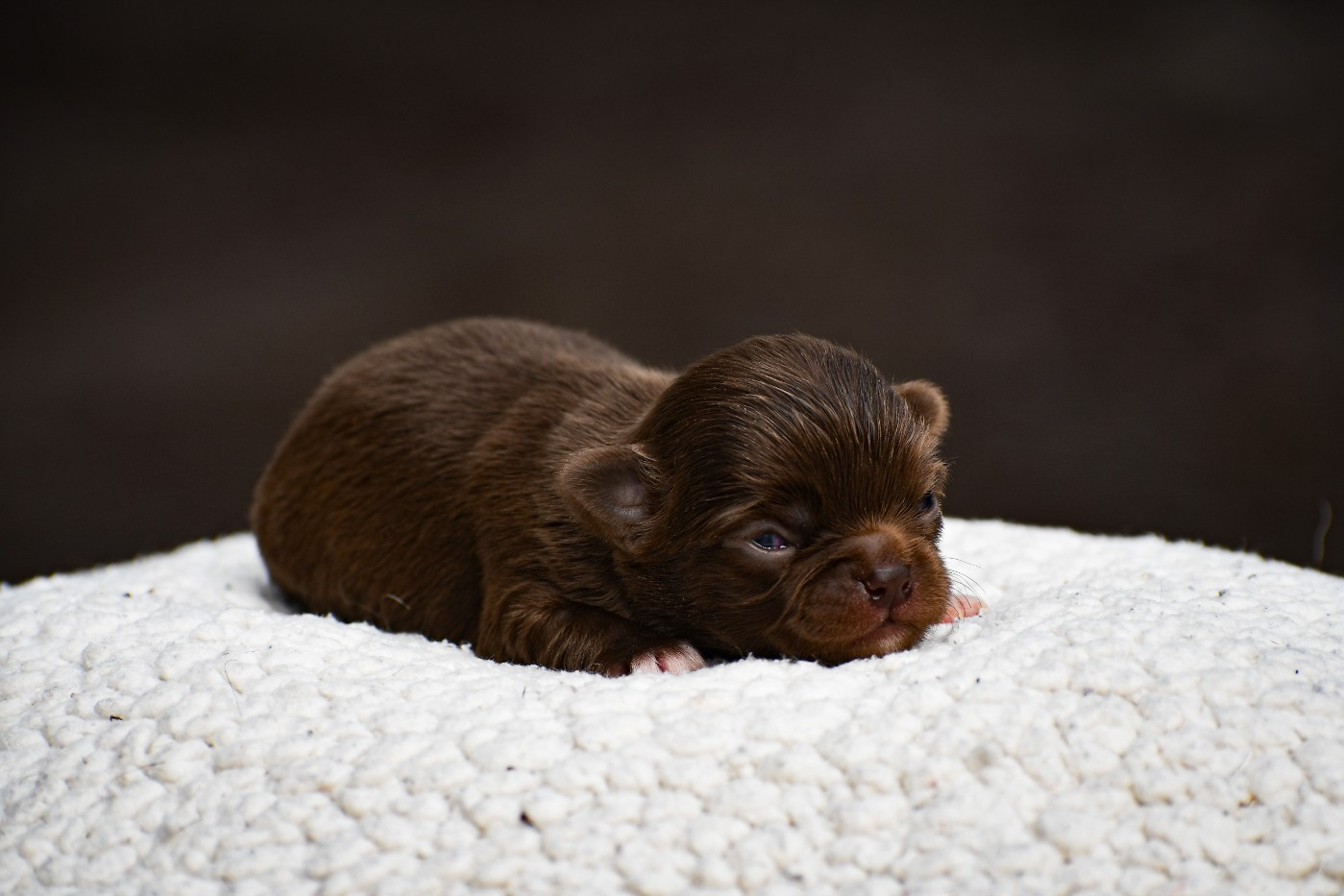 des Emeraudes de Nahusha - Chiots disponibles - Chihuahua