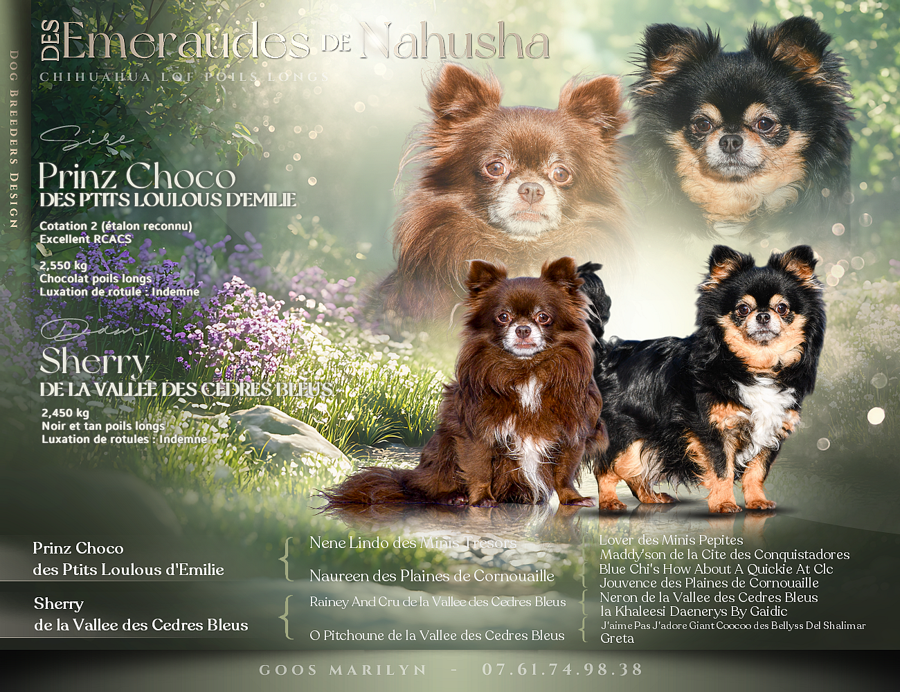 Chiot Chihuahua des Emeraudes de Nahusha