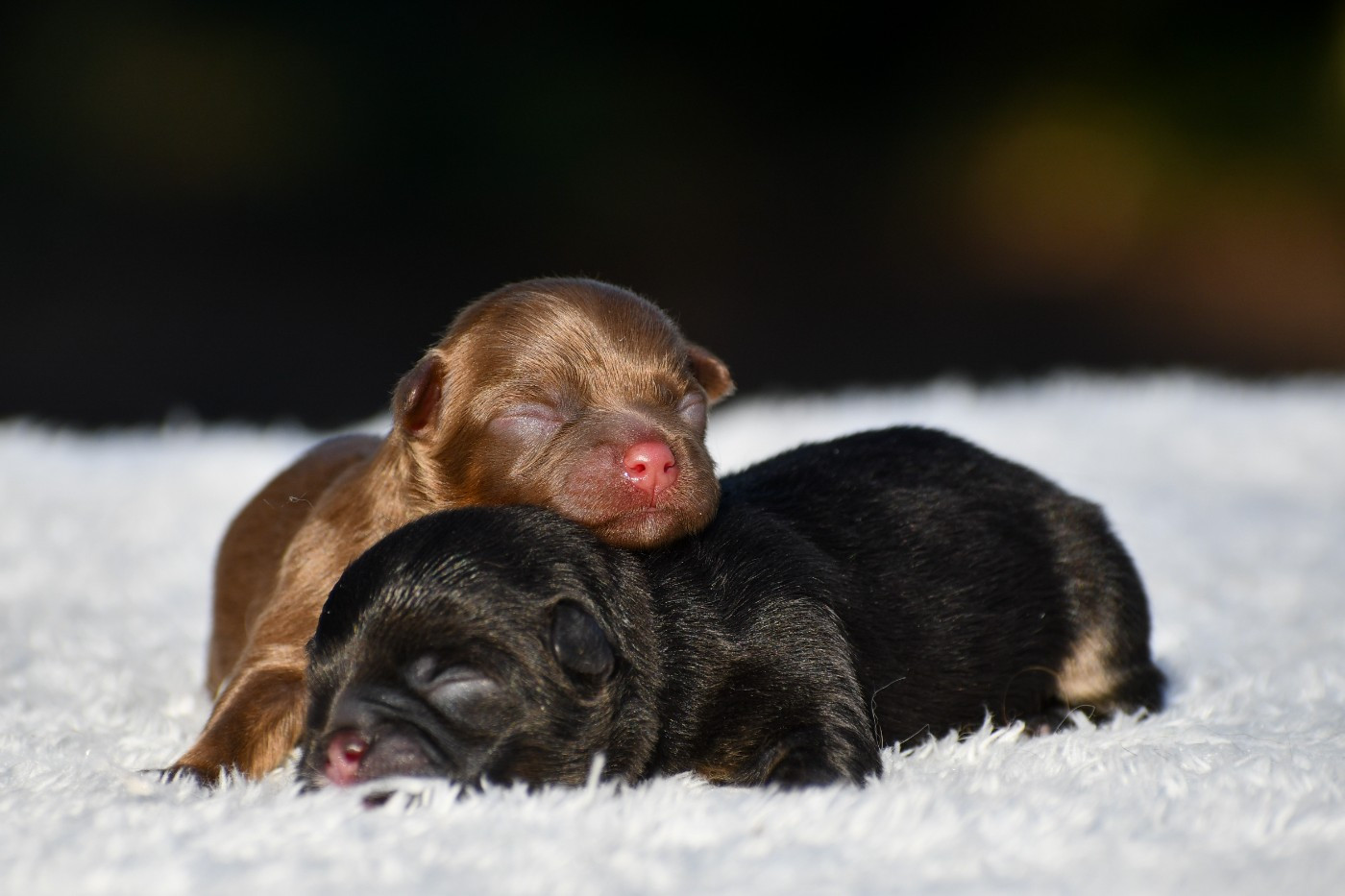 des Emeraudes de Nahusha - Chiots disponibles - Chihuahua