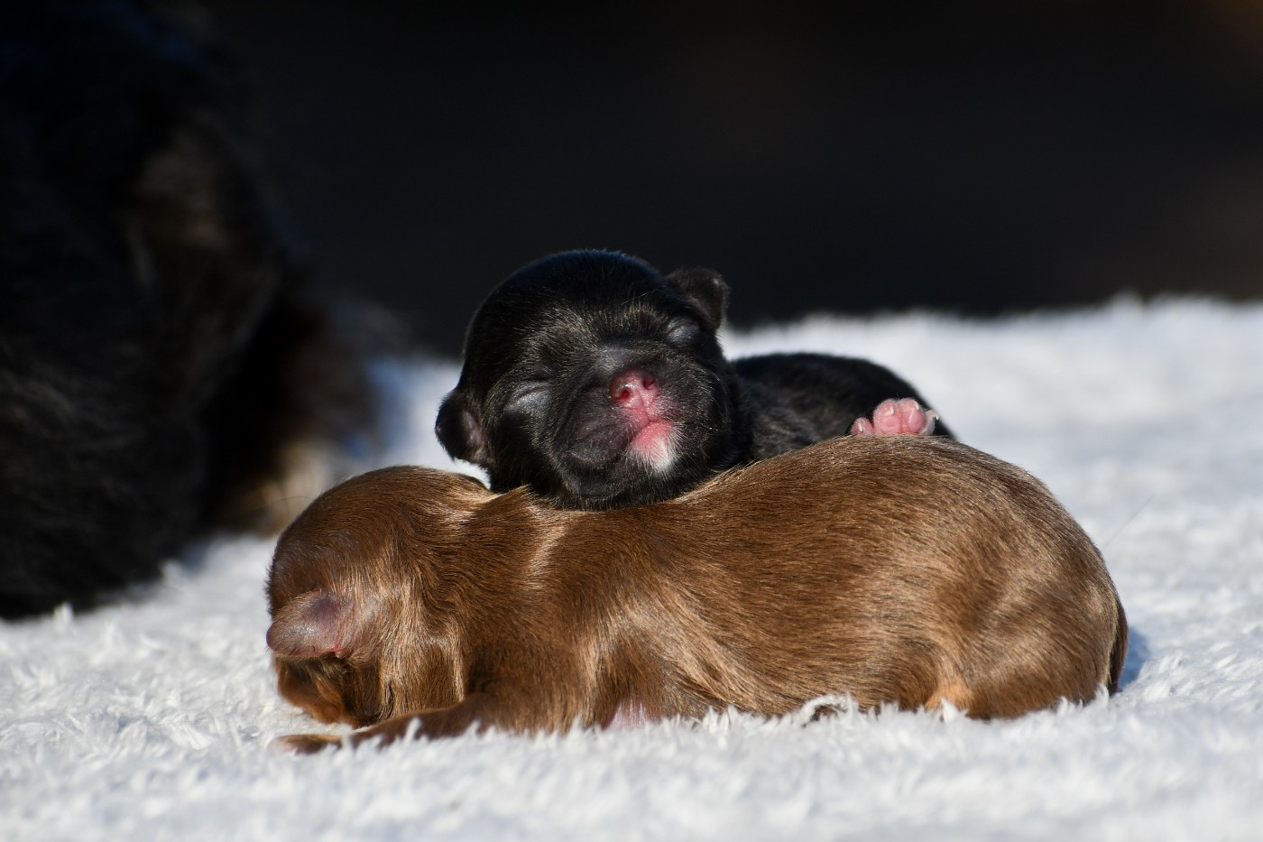 des Emeraudes de Nahusha - Chiots disponibles - Chihuahua