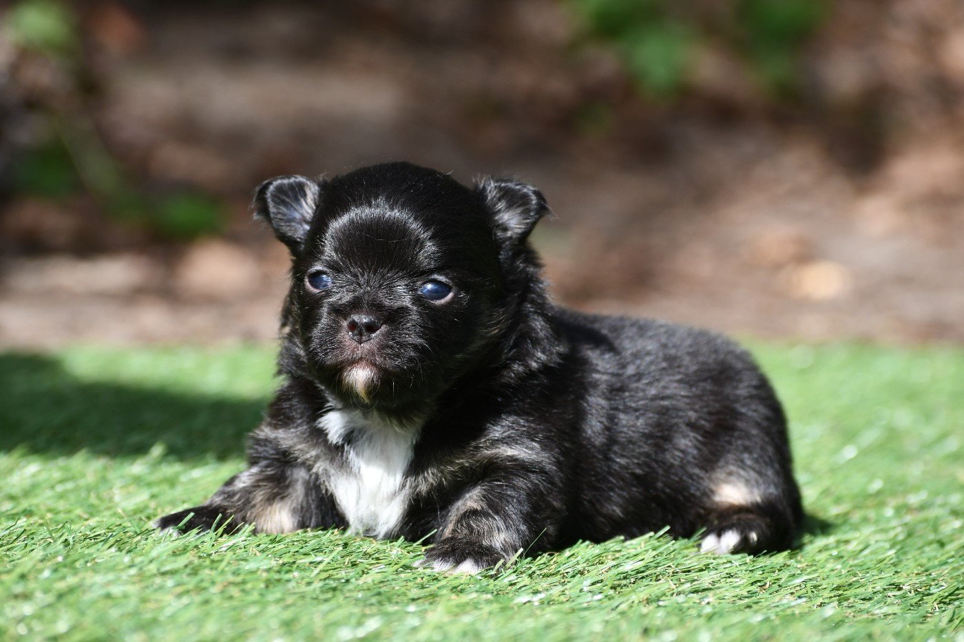 des Emeraudes de Nahusha - Chiots disponibles - Chihuahua