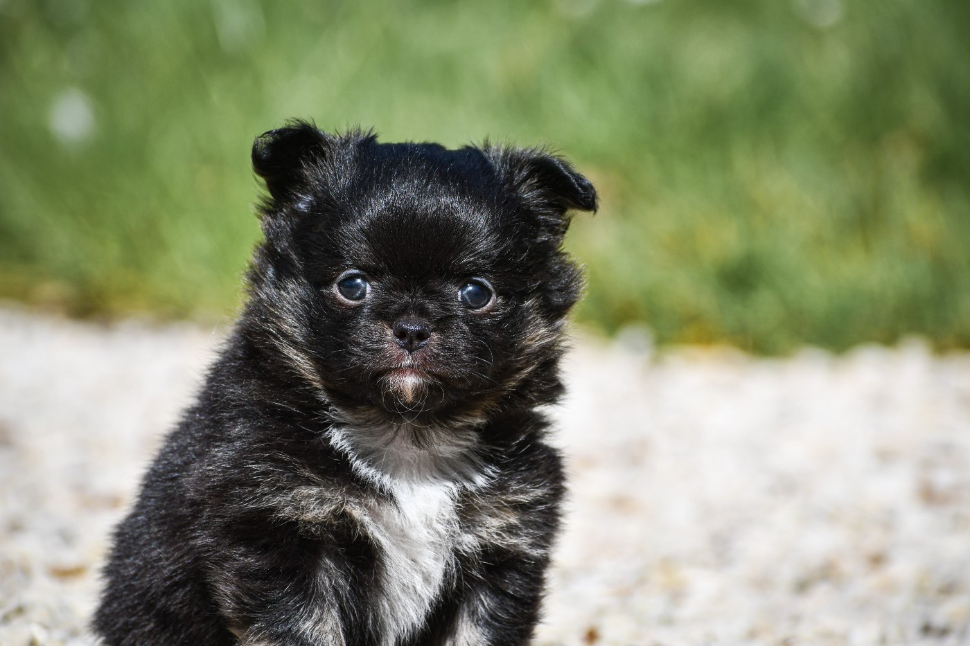 des Emeraudes de Nahusha - Chiots disponibles - Chihuahua