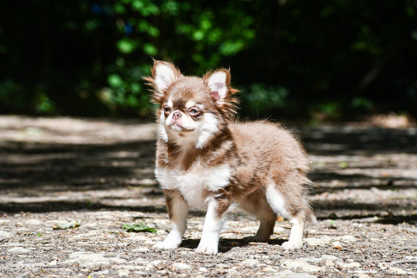 des Emeraudes de Nahusha - Chiots disponibles - Chihuahua