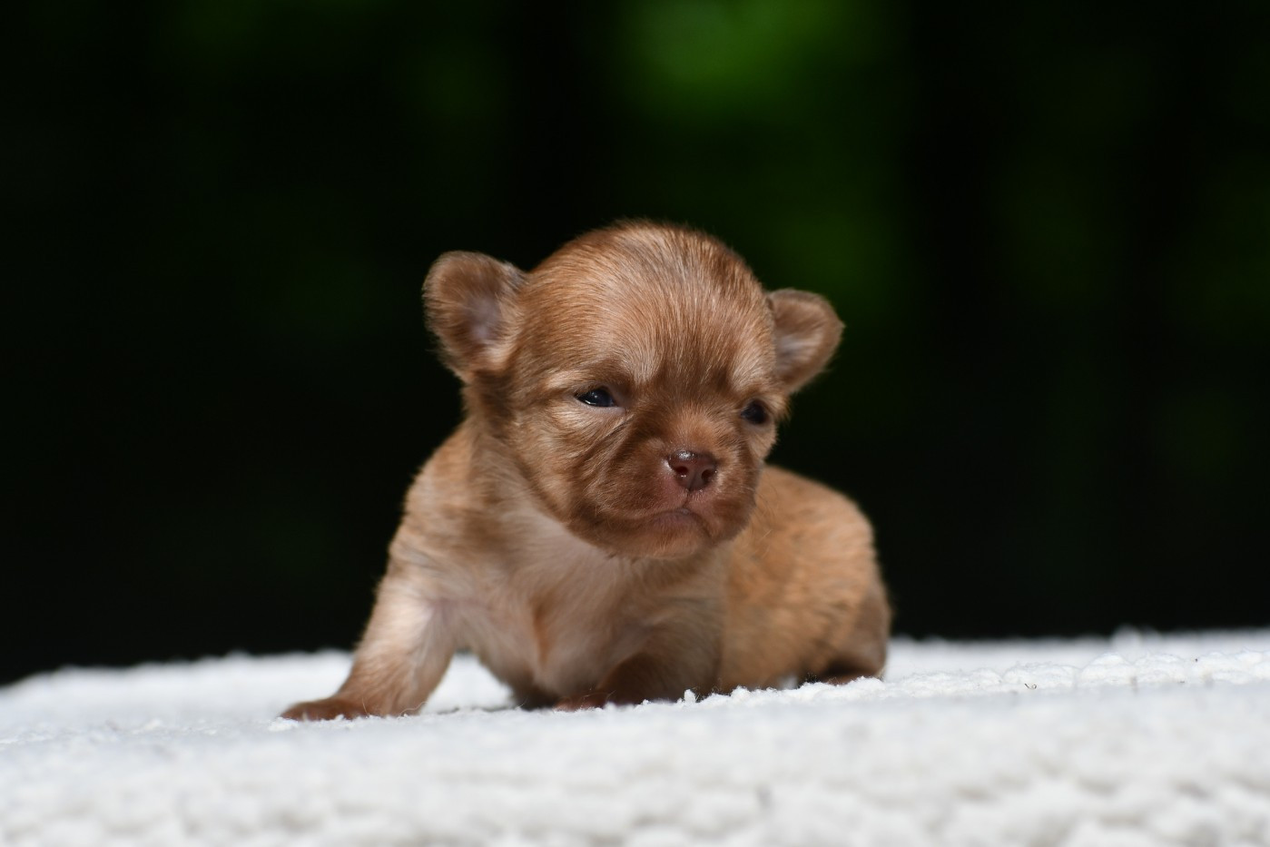 des Emeraudes de Nahusha - Chiots disponibles - Chihuahua