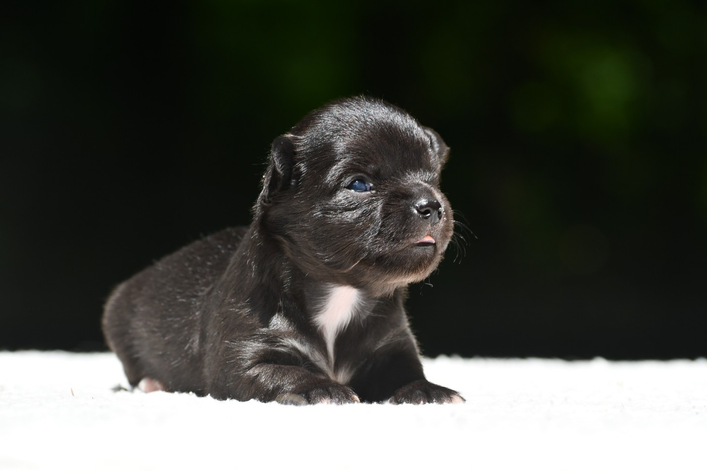 des Emeraudes de Nahusha - Chiots disponibles - Chihuahua