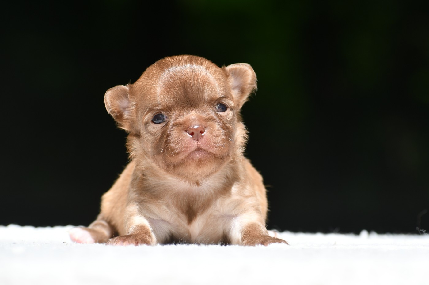 des Emeraudes de Nahusha - Chiots disponibles - Chihuahua