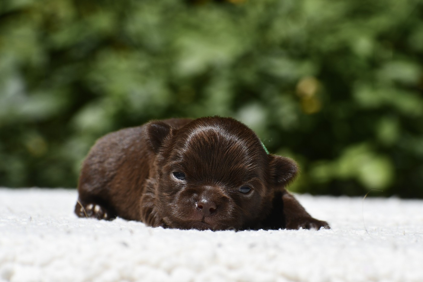 des Emeraudes de Nahusha - Chiots disponibles - Chihuahua