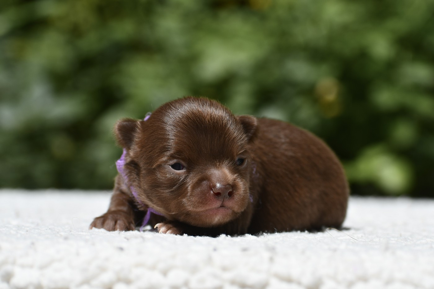 des Emeraudes de Nahusha - Chiots disponibles - Chihuahua