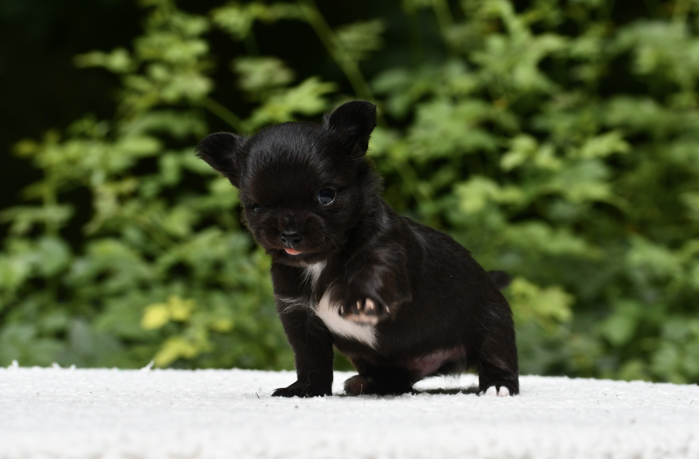 des Emeraudes de Nahusha - Chiots disponibles - Chihuahua