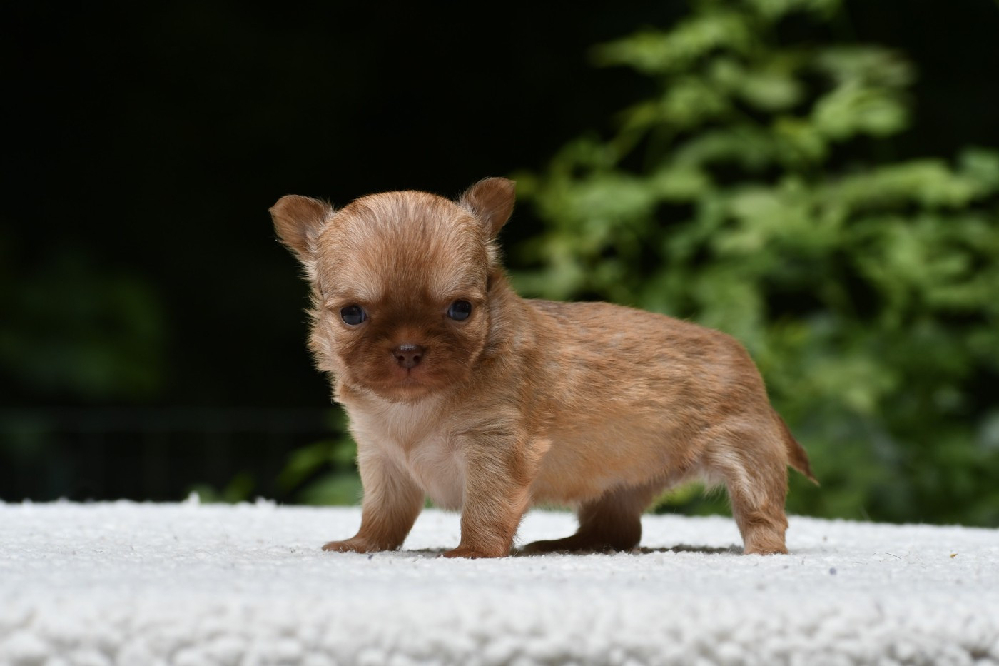 des Emeraudes de Nahusha - Chiots disponibles - Chihuahua