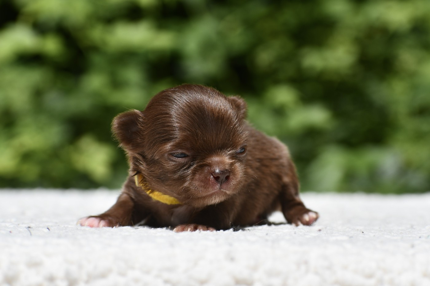 des Emeraudes de Nahusha - Chiots disponibles - Chihuahua
