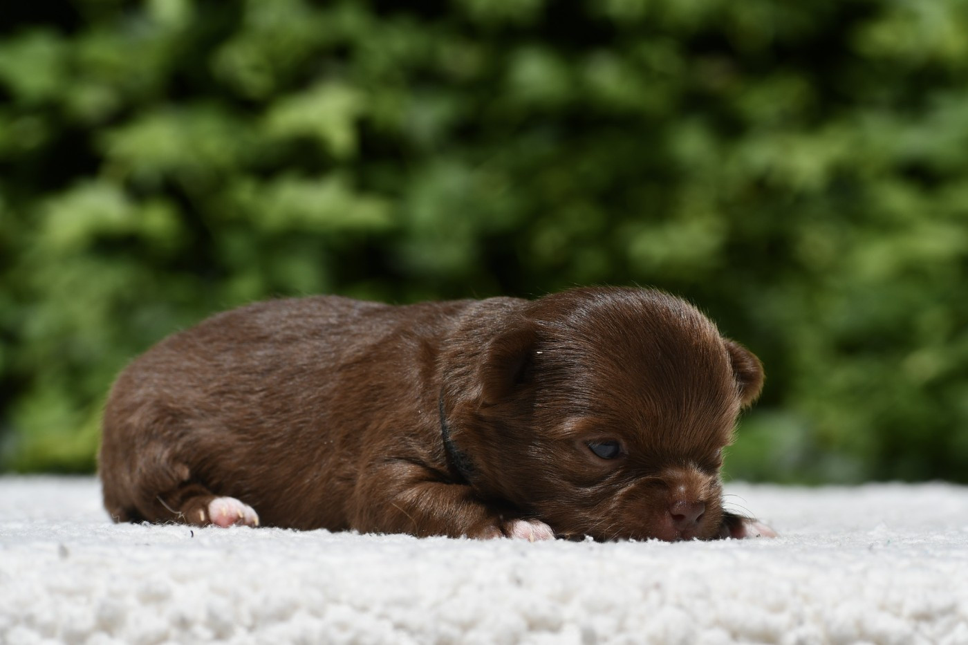 des Emeraudes de Nahusha - Chiots disponibles - Chihuahua