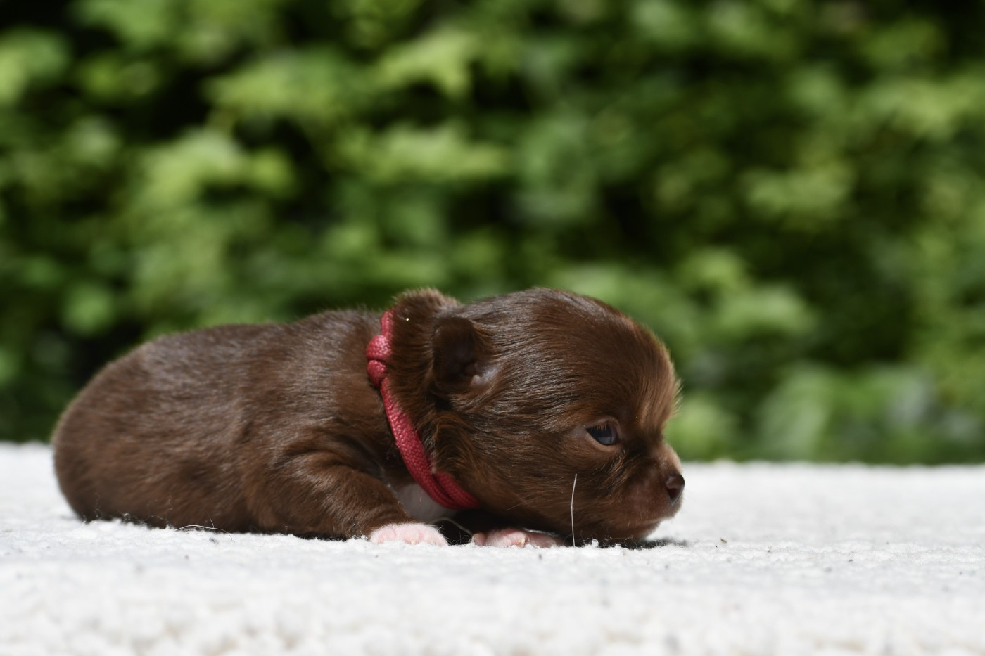 des Emeraudes de Nahusha - Chiots disponibles - Chihuahua