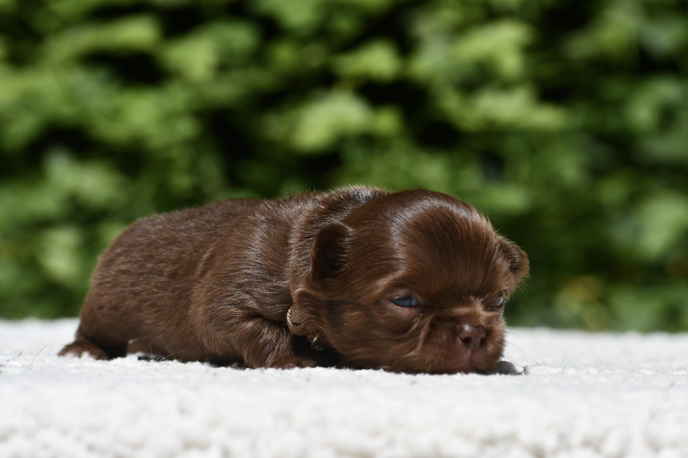 des Emeraudes de Nahusha - Chiots disponibles - Chihuahua
