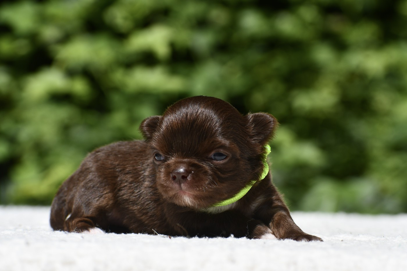 des Emeraudes de Nahusha - Chiots disponibles - Chihuahua