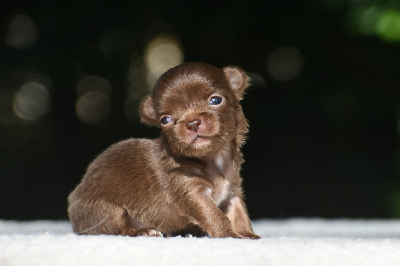 des Emeraudes de Nahusha - Chiots disponibles - Chihuahua