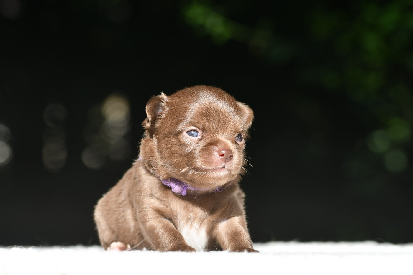 des Emeraudes de Nahusha - Chiots disponibles - Chihuahua