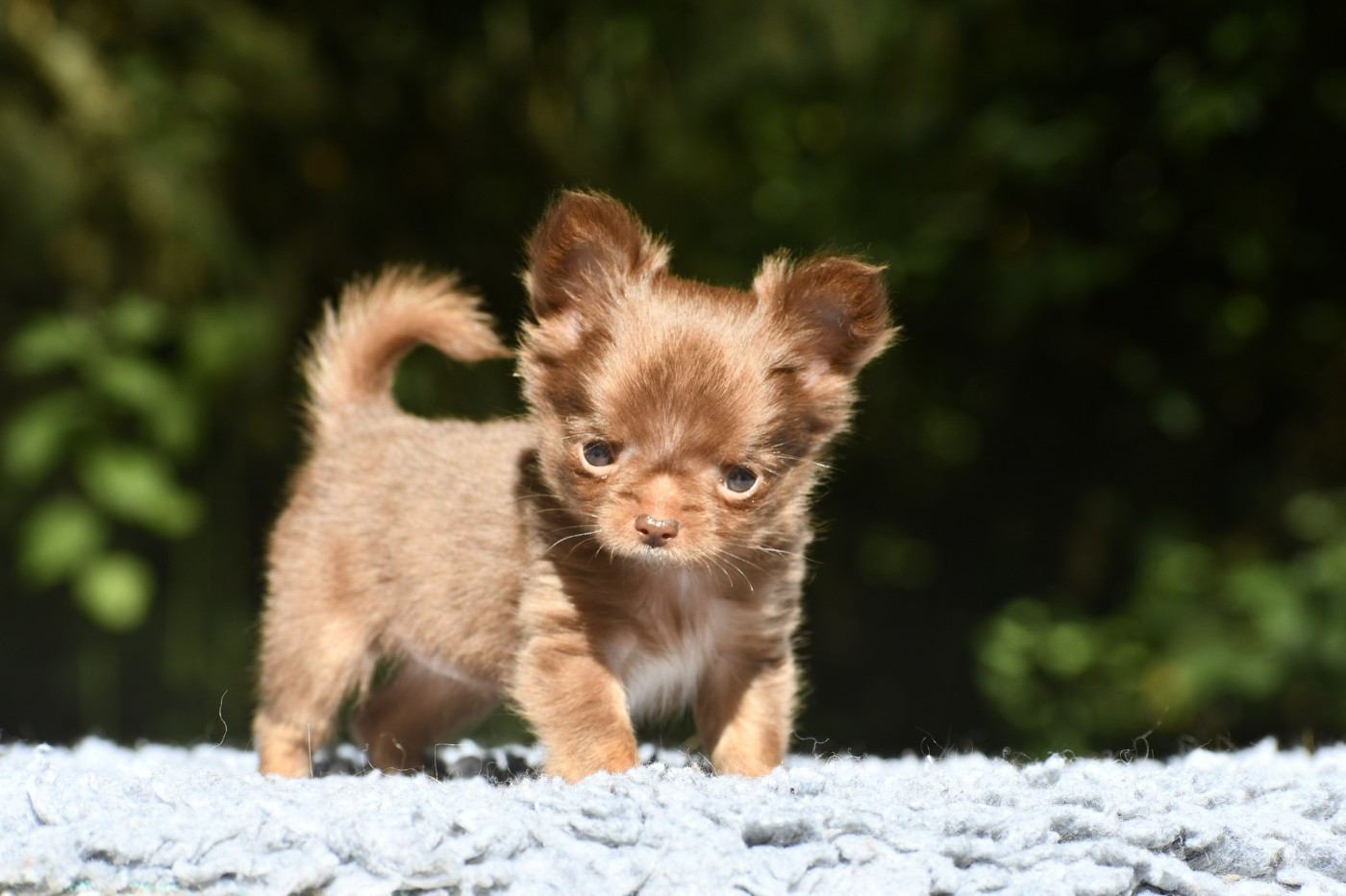des Emeraudes de Nahusha - Chiots disponibles - Chihuahua