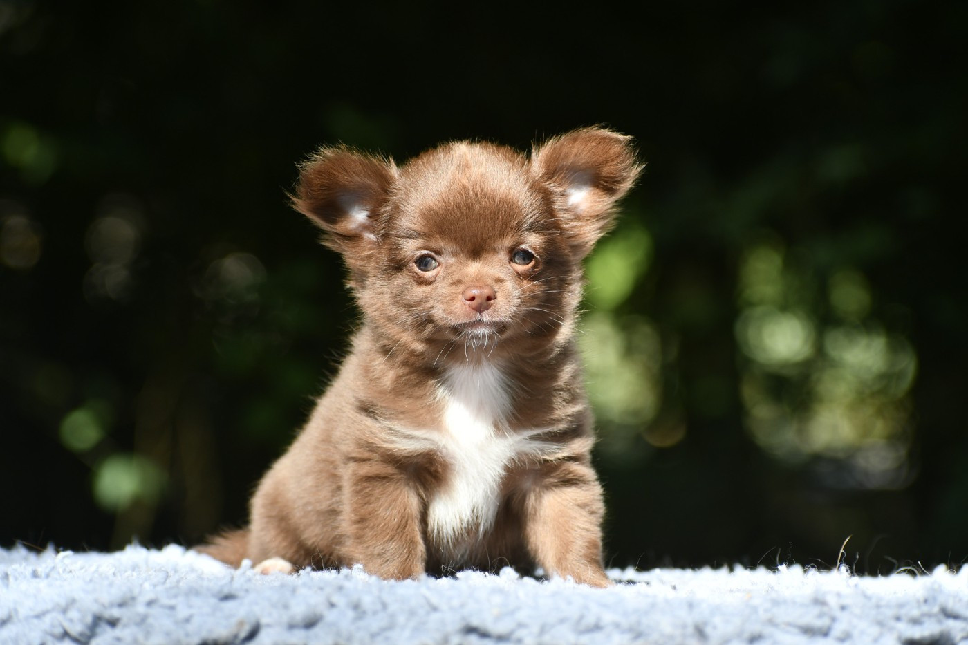 des Emeraudes de Nahusha - Chiots disponibles - Chihuahua