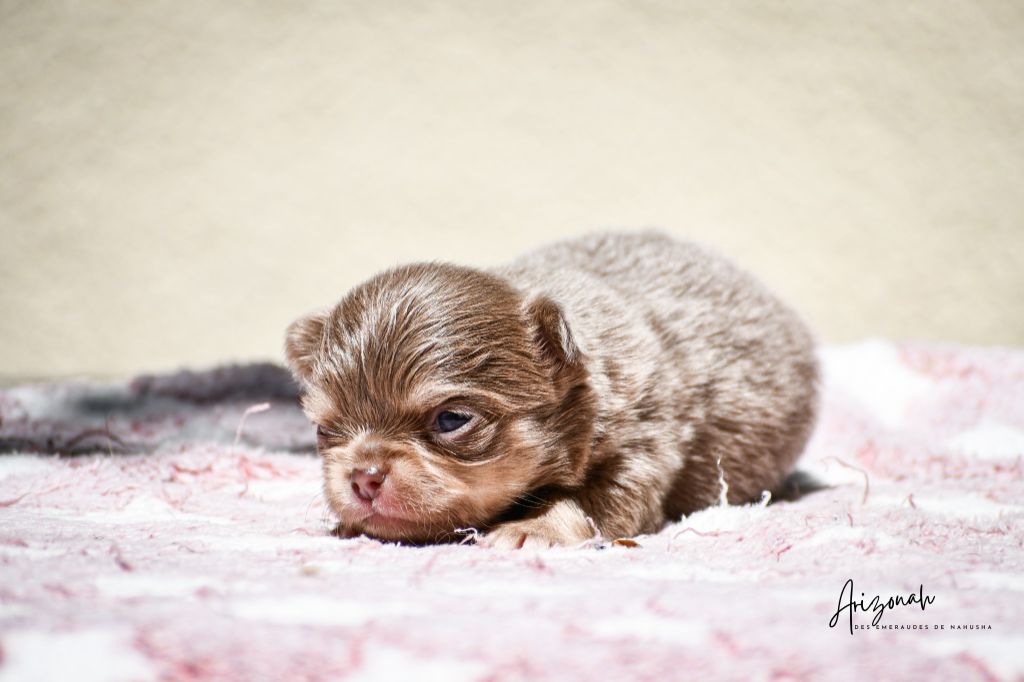 des Emeraudes de Nahusha - Chiots disponibles - Chihuahua