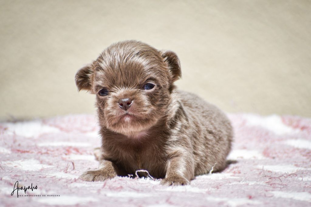 des Emeraudes de Nahusha - Chiots disponibles - Chihuahua