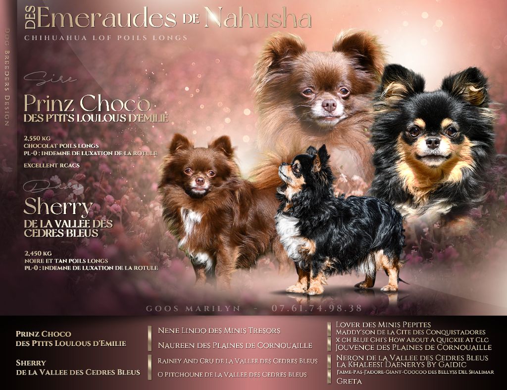 Chiot Chihuahua des Emeraudes de Nahusha