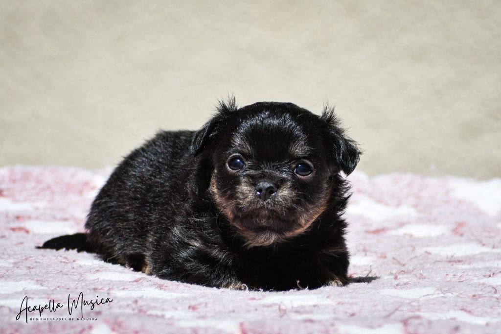des Emeraudes de Nahusha - Chiots disponibles - Chihuahua
