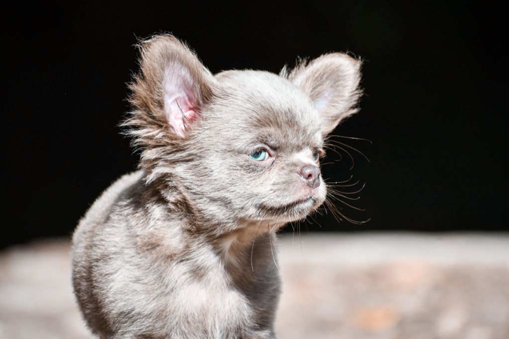 des Emeraudes de Nahusha - Chiots disponibles - Chihuahua