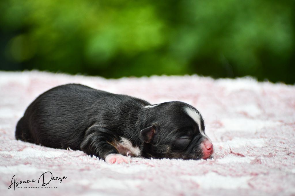 des Emeraudes de Nahusha - Chiots disponibles - Chihuahua