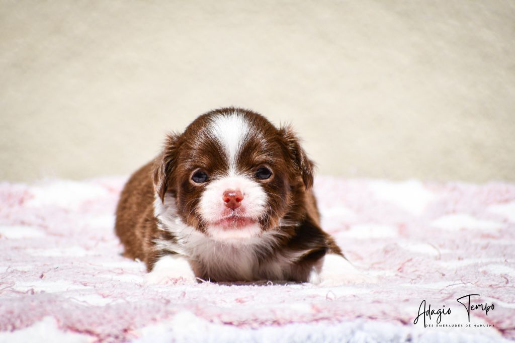 des Emeraudes de Nahusha - Chiots disponibles - Chihuahua
