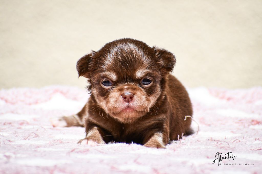 des Emeraudes de Nahusha - Chiots disponibles - Chihuahua