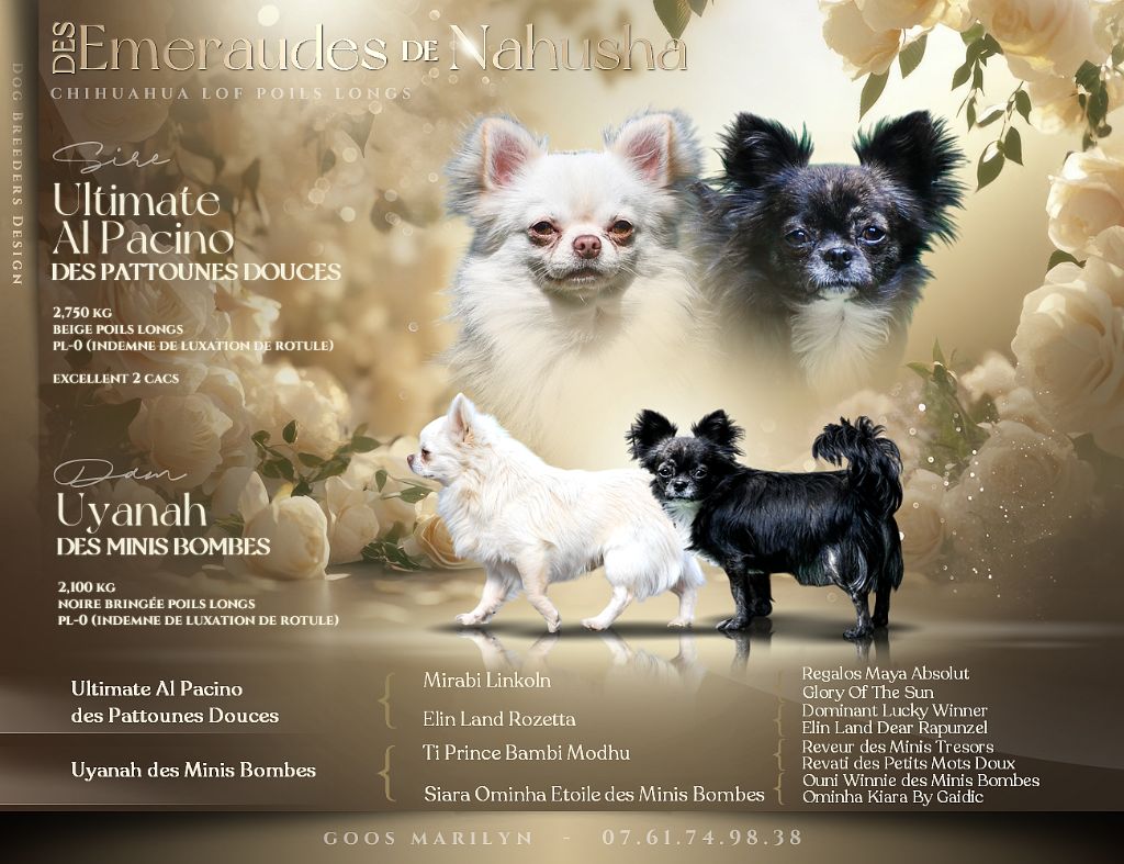 des Emeraudes de Nahusha - Chihuahua - Portée née le 26/09/2025