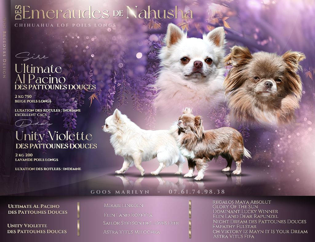 des Emeraudes de Nahusha - Chiots disponibles - Chihuahua