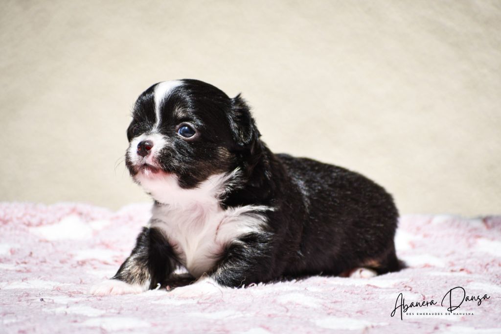 des Emeraudes de Nahusha - Chiots disponibles - Chihuahua