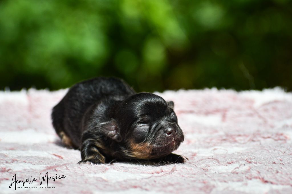 des Emeraudes de Nahusha - Chiots disponibles - Chihuahua